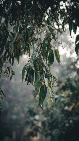 The Neem in winter, chilling air envelops, a few lingering leaves tremble, still atmosphere, clean.の写真素材