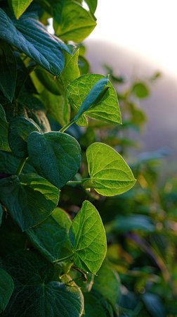The Runner bean at dawn, soft golden sunlight kissing leaves, clean air, natural color tone.