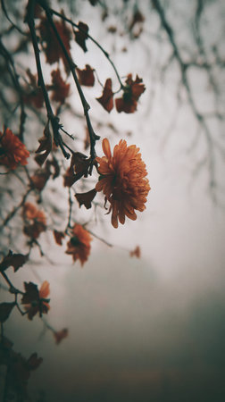 The Chrysanthemum in winter, chilling air envelops, a few lingering leaves tremble, still atmosphere, clean.の写真素材