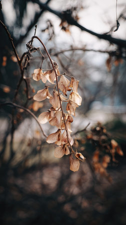 The Snapdragon in winter, chilling air envelops, a few lingering leaves tremble, still atmosphere,...