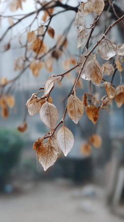 The Ashwagandha in winter, chilling air envelops, a few lingering leaves tremble, still atmosphere,...
