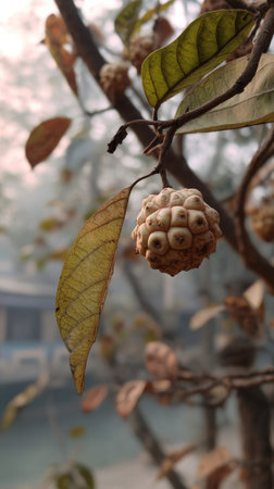 The Custard apple in winter, chilling air envelops, a few lingering leaves tremble, still...