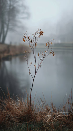 In winter, chilling air envelops, a few lingering leaves tremble, still atmosphere, clean.の写真素材