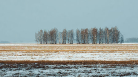 A photograph of Eastern European plains 127 with eastern european rural steppe, birch tree groves, snowy eastern european winter, ultra realistic landscape photography, wide angle lens, natural colors, clean composition, no peopleの写真素材