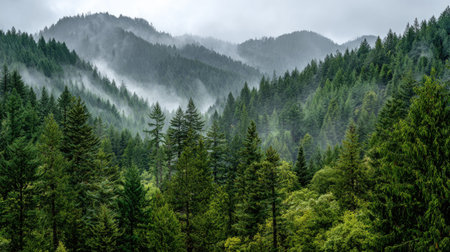 A photograph of Pacific Northwest forests 362 with forest hills under mist, western red cedar trees, lush forest summer, ultra realistic landscape photography, wide angle lens, natural colors, clean composition, no peopleの写真素材