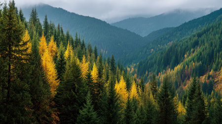 A photograph of Pacific Northwest forests 30 with temperate rainforest mountain slope, conifer...