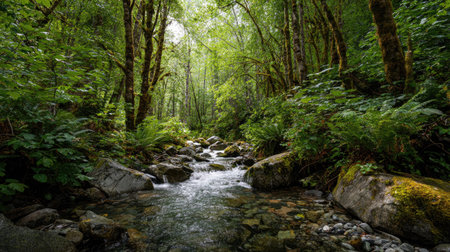 A photograph of Pacific Northwest forests 278 with rainforest river valley, rainforest undergrowth...
