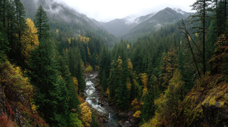 A photograph of Pacific Northwest forests 457 with rainforest river valley, giant conifer trees,...