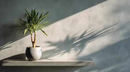 Full realistic photo of a Yucca Cane in a Modern polished concrete pot, placed on a floating wall shelf, Coastal airy style, Harsh sunlight with sharp shadows casting shadows on the wall, minimalist aesthetic, copy space for text, high-end interior photography, shot on 35mm lens, f/2.8