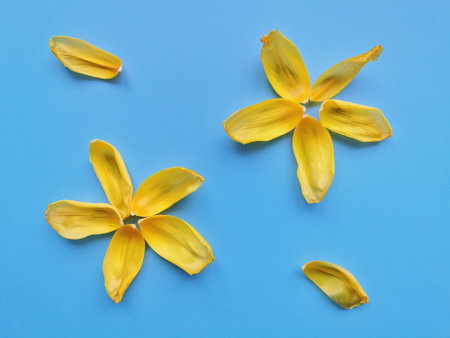 Flowers made of yellow tulip petals on blue background top viewの写真素材