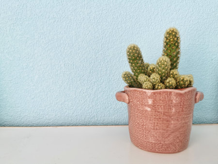 Small cactus on the table with copy spaceの写真素材