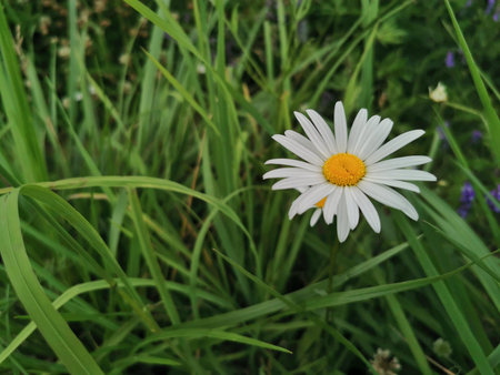 Amidst a sea of green grass, one beautiful white daisy blooms brightly under the sun, showing its...