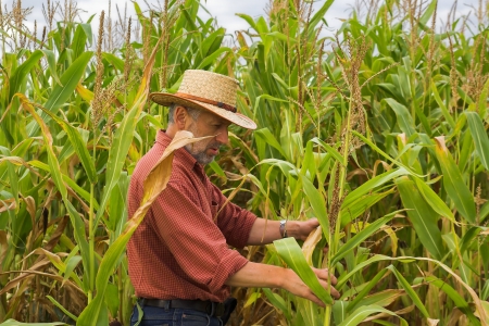 Farmer on the field of maizeの写真素材
