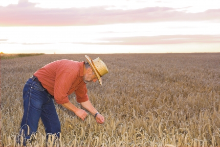 Farmer checks ears of wheat growing on his field on the morning before the harvestの写真素材