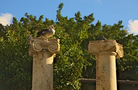 Horizontal image showing a duck resting on the old column の写真素材