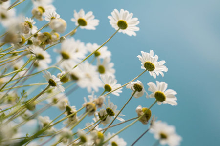 Daisies in the countryside, view from a different angle.