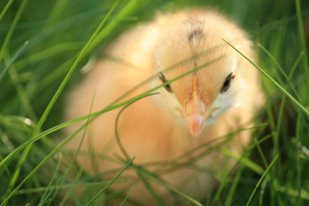 fun in sunの写真素材