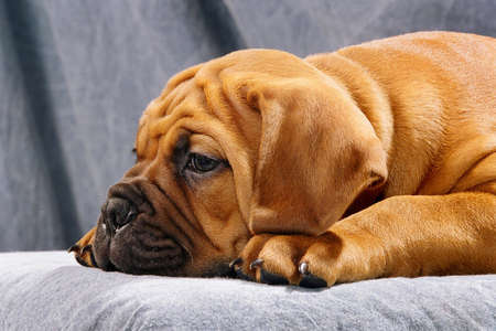 A pure breed Bullmastiff pup is laying to sleep in the studio   の写真素材