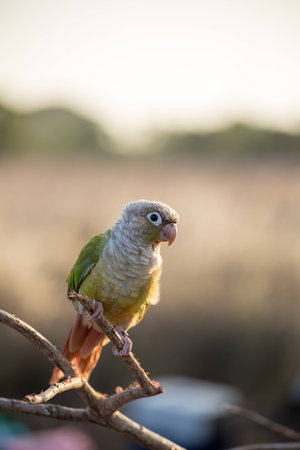 parrotの写真素材