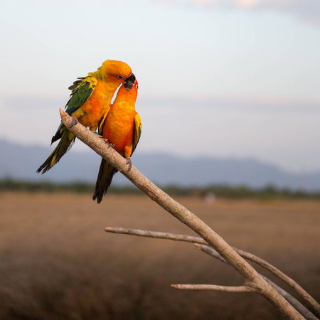 Tropical yellow parrot with green wings in loveの写真素材