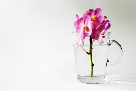 pink orchid in clear glassの写真素材
