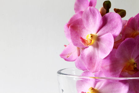 pink orchid in clear glassの写真素材