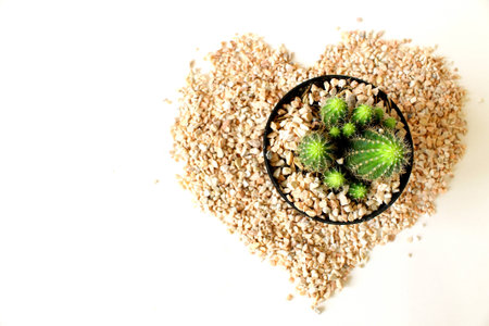 cactus on white background,stone heartの写真素材