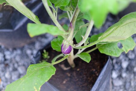 The violet eggplantの写真素材