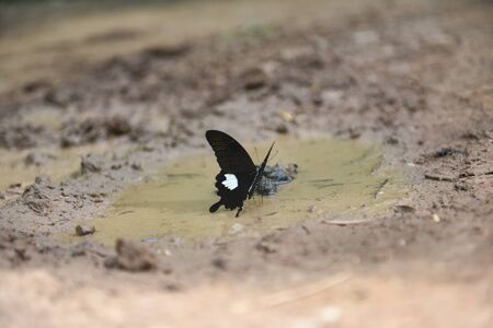 A black butterfly on the waterの写真素材