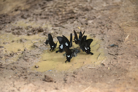 Black butterfly group on the water groundの写真素材