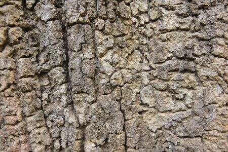 Tree skinの写真素材