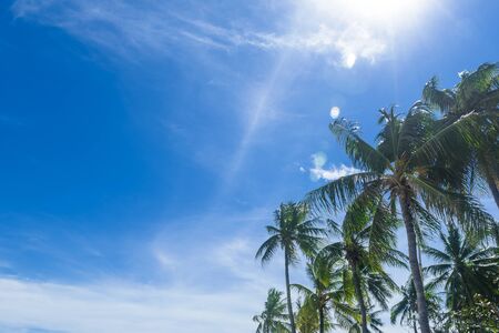 Blue sky background and group of coconut tree in the right sideの写真素材
