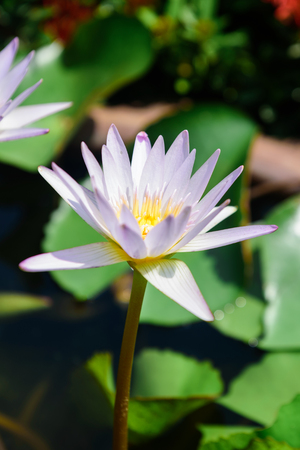 Closeup of beautiful lotus flower the pondの写真素材