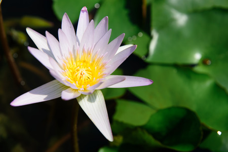 Closeup of beautiful lotus flower the pondの写真素材