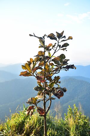 closeup of lonely tree on the hill and mountain backgroundの写真素材