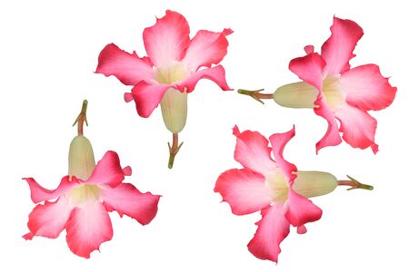 Chuan-chom flower color pink isolated on white background,Four directionの写真素材