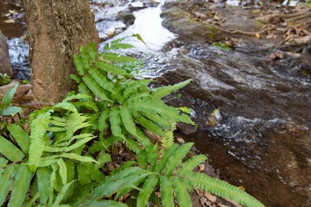 Fern leaf location on the brookの写真素材