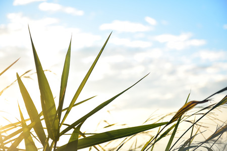 Close up of leaf and beautiful blue sky background,Lanscape of Thailandの写真素材