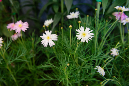 White flower on green grass background,Color in dark toneの写真素材