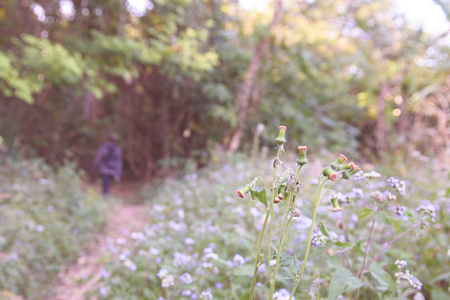 Flower in the forest and soft background,Landscape Thailandの写真素材