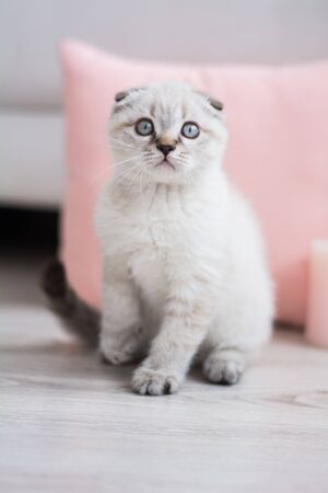 scottish kitten british cat munchkinの写真素材