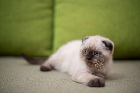 Cute little british kitten with blue eyes lying on the sofaの写真素材