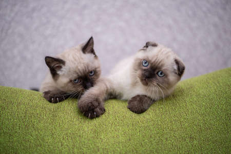 Two small kittens with blue eyes on a green carpet in the roomの写真素材