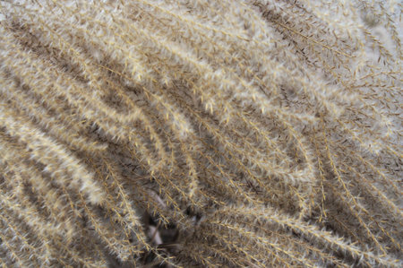 Flowing Grass Backgroundの写真素材