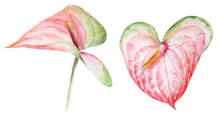 Anthurium flower illustration with watercolor.Jungle botanical flower illustration for vintage style invitation card.Hand painted tropic flowers.のイラスト素材