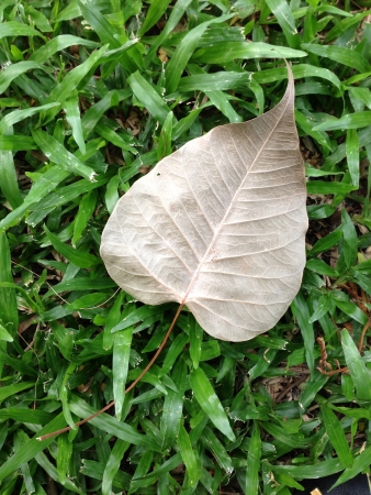 Dry leaf on the green gardenの素材