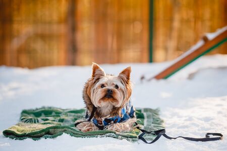 Puppy Yorkshire Terrier team Executes the command to lie down. Training with the cynologist. Winter.の写真素材