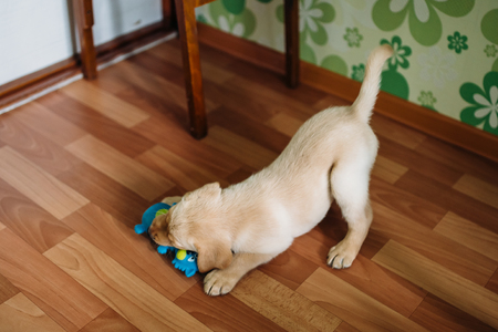 A puppy of a Labrador retriever and a golden retriever plays at home. Concept dog in the apartment.の写真素材