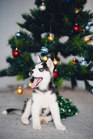 Puppy Siberian husky with blue eyes on the background of a Christmas tree. A man's concept of a friend, a gift for the new year and Christmas.の写真素材