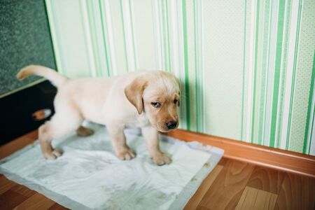 A puppy of a Labrador retriever and a golden retriever goes to the toilet on a diaper. Concept toilet for puppies in the apartment.の写真素材
